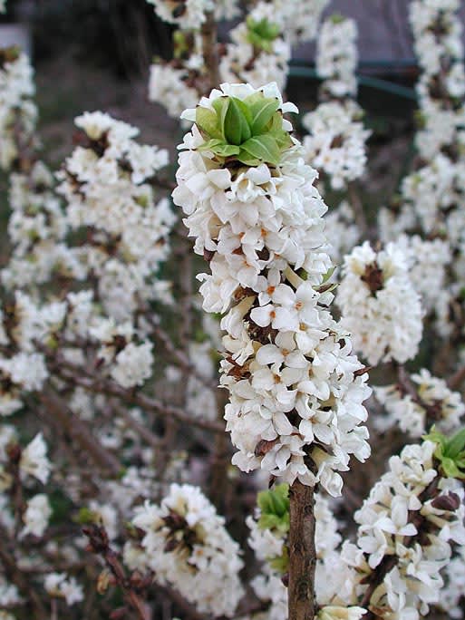 Vitblommande tibast, _Daphne mezereum var. alba_. Foto: Sylvia Svensson