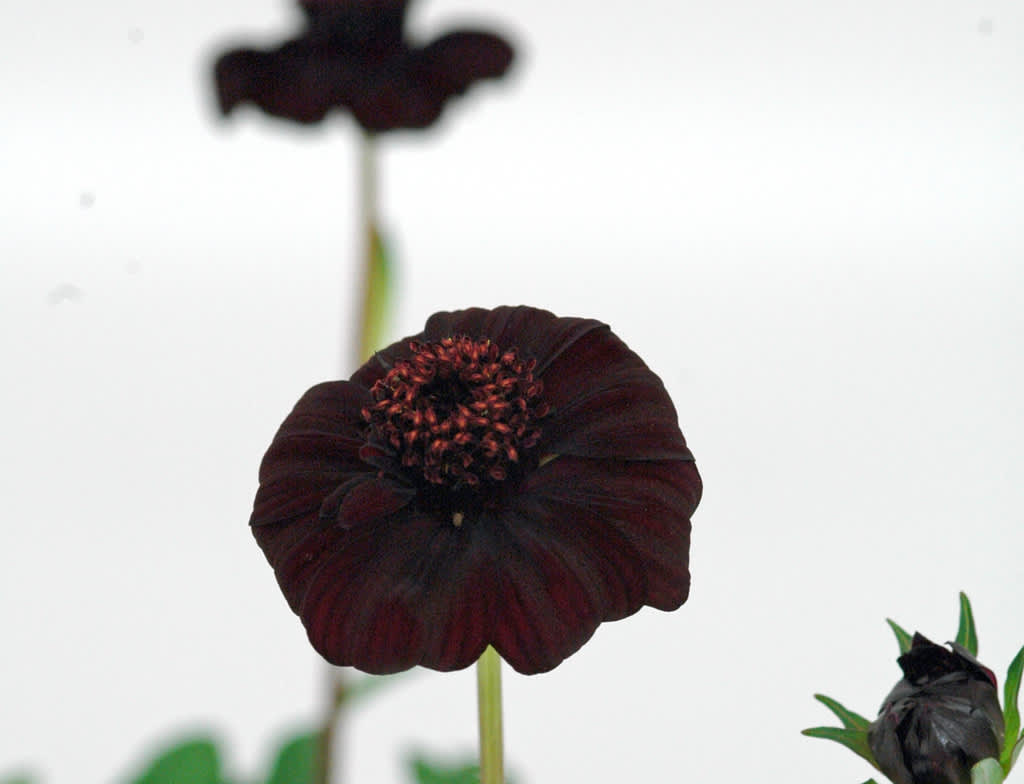 Chokladskära, _Cosmos atrosanguinea_, hör till de mörka blommornas skara. 
Foto: Mäster Grön