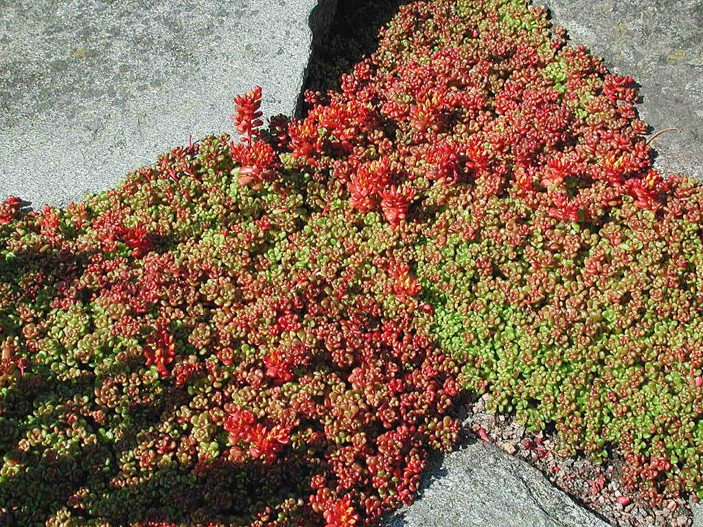 Oregonfetknopp, _Sedum oreganum_.
Foto: Sylvia Svensson