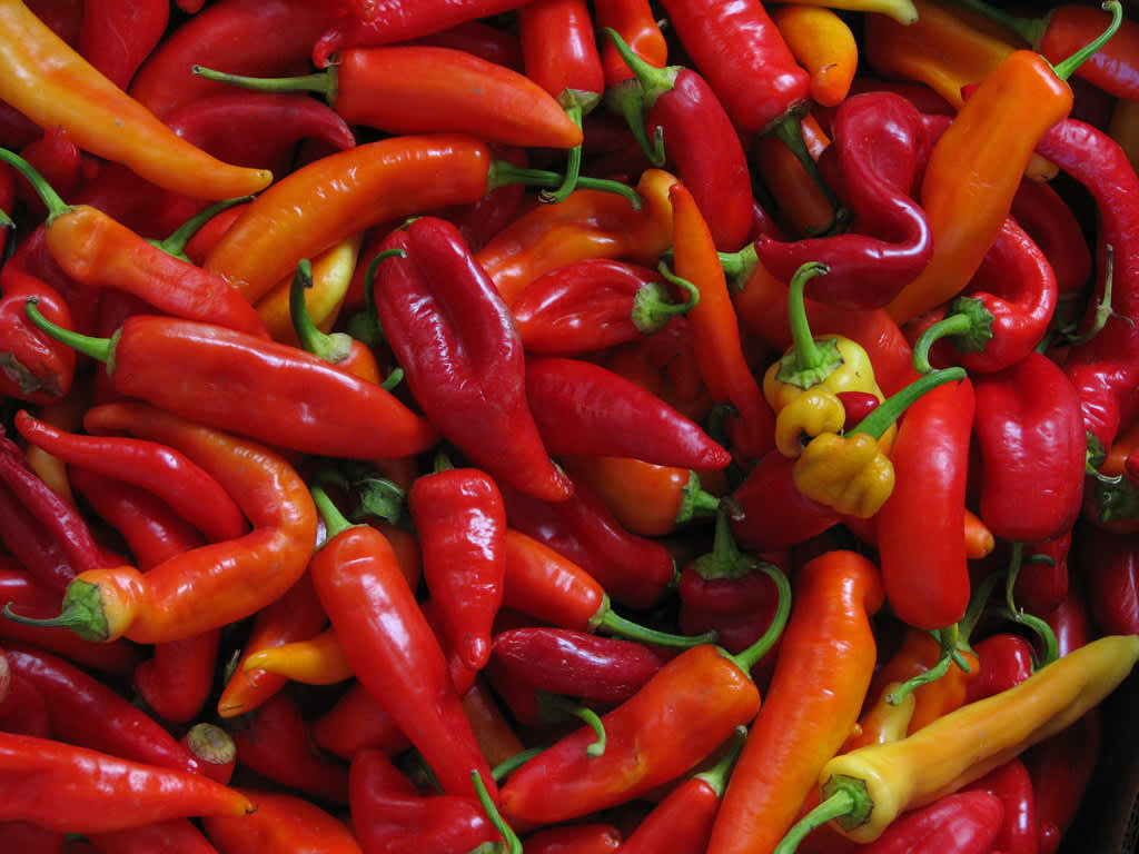 Chilipeppar, _Capsicum annuum_.