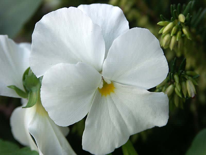 Viola cornuta 'Sylvia'