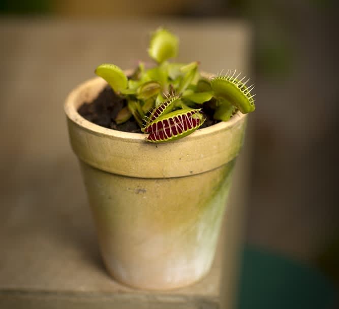 Köttätande växter, Venus flugfälla, _Dionaea muscipula_, är fascinerande. 
