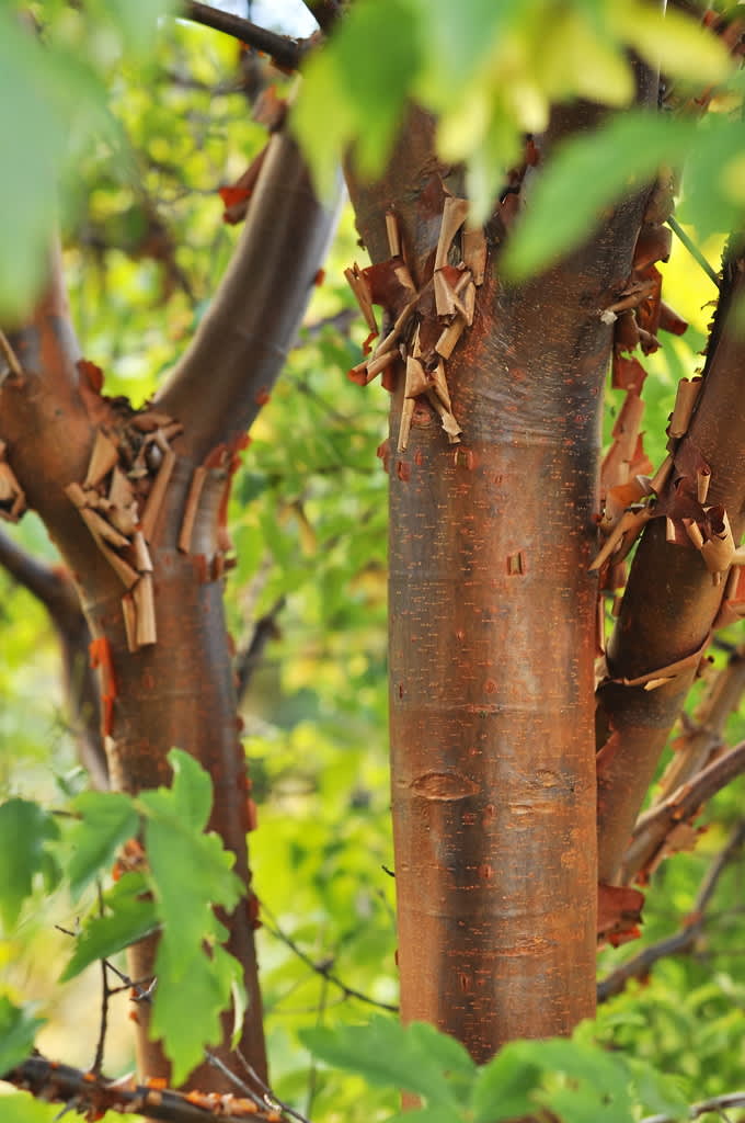 Kopparlönn, _Acer griseum_, med sin kanelbruna bark.