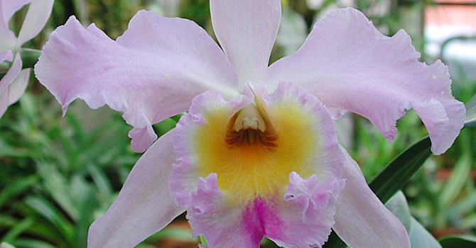 Cattleya-hybrid.
Foto: Sylvia Svensson