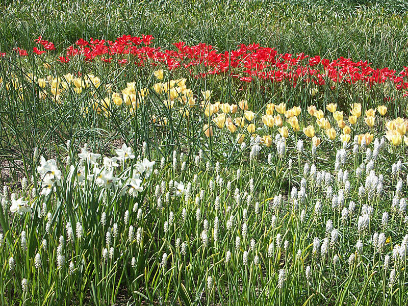 **Pärlfyacinter**, **poetnarcisser**, **botaniska tulpaner** med flera.
Foto: Bernt Svensson