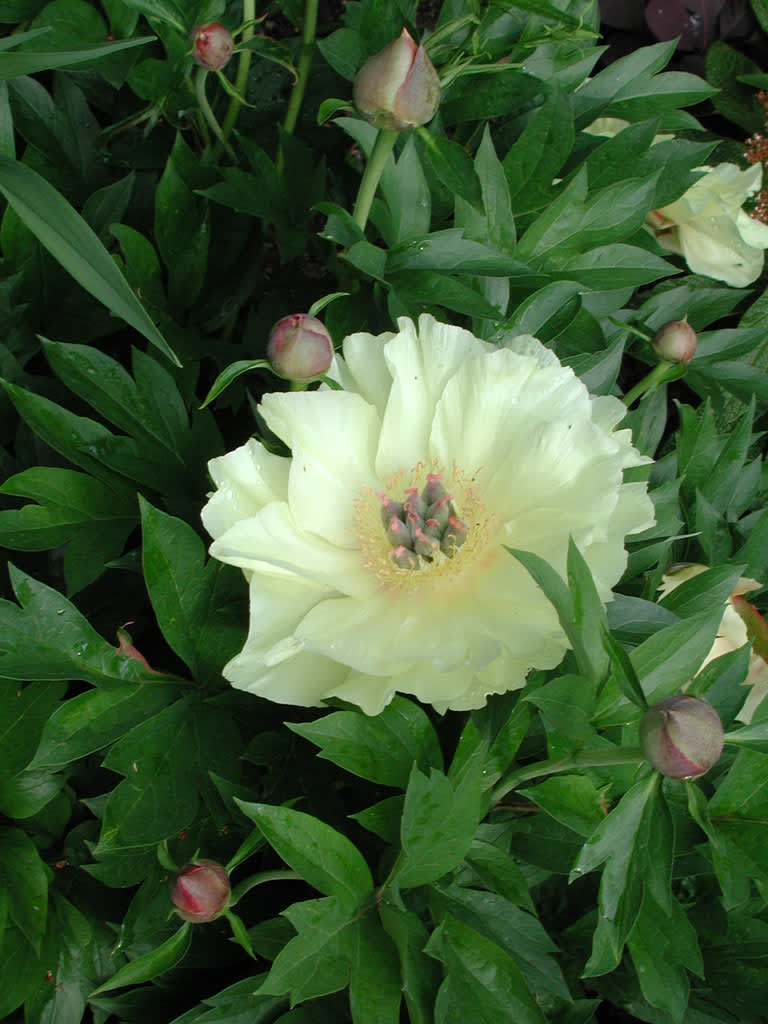 Itoh-buskpion, _Paeonia_, 'Garden Treasure'. Foto: Sylvia Svensson