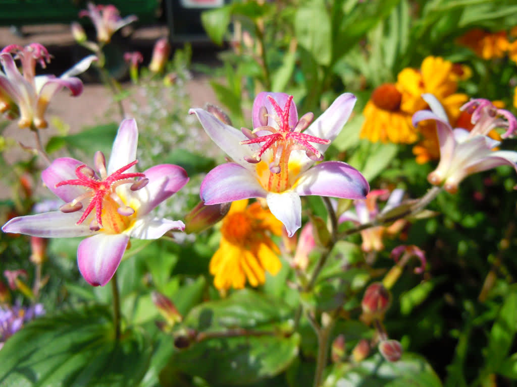 Skugglilja, Tricyrtis 'Tojen'.
Foto: Sylvia Svensson