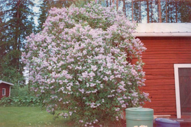 **Bondsyrenen**, _Syringa vulgaris_, som doftar underbart.