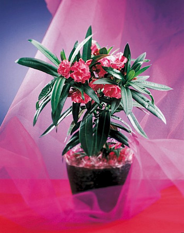 Oleander, _Nerium oleander_.