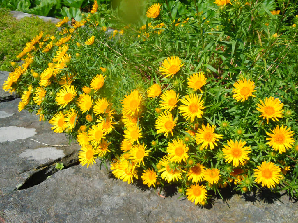 _Inula ensifolia_, svärdkrissla är fin i stenparti.