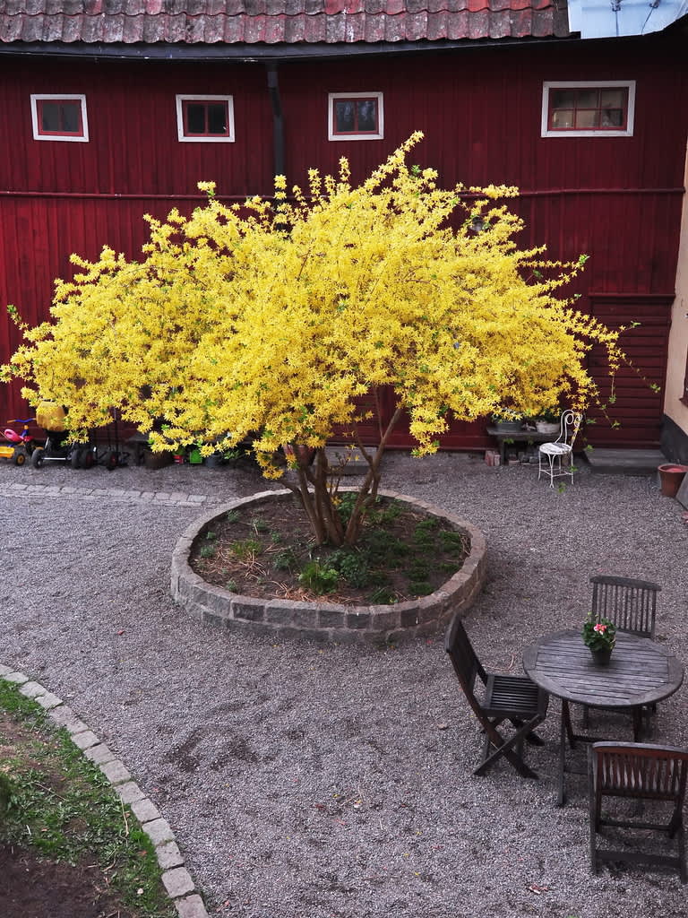 Det är ingen risk att forsythian står obemärkt!