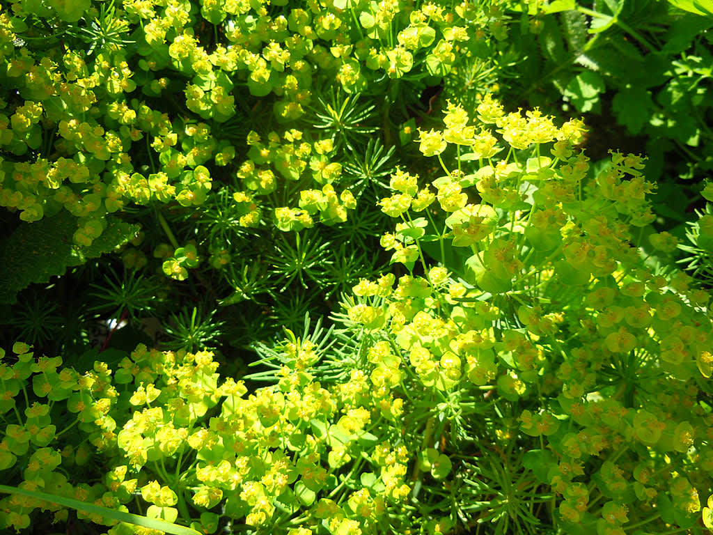 _Euphorbia cyparissias_, vårtörel.
Foto: Sylvia Svensson
