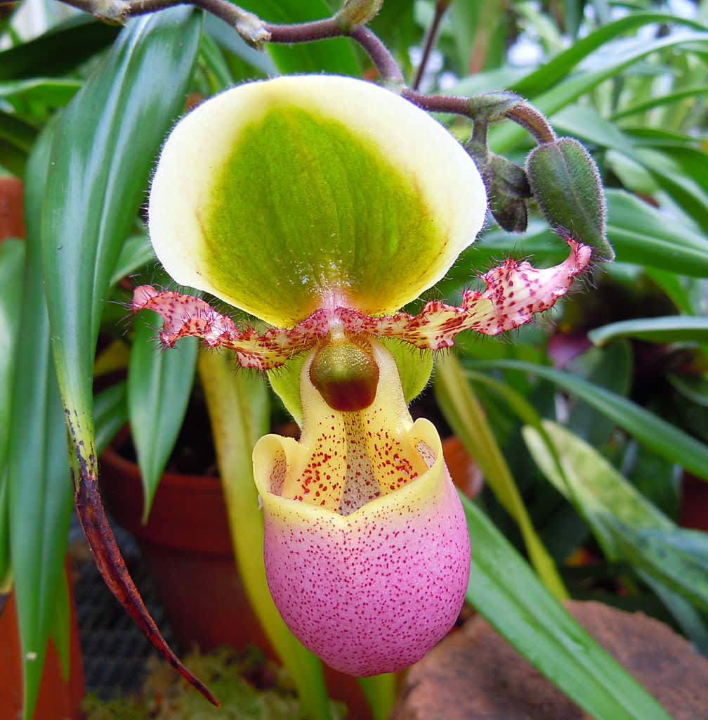 _Paphiopedilum_ 'Pinocchio'.
Foto: Sylvia Svensson