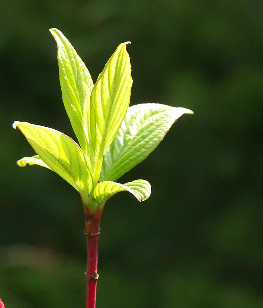 Korallkornell, Cornus alba 'Sibirica'. Den nya sticklingen har börjat växa!
Foto: Bernt Svensson
