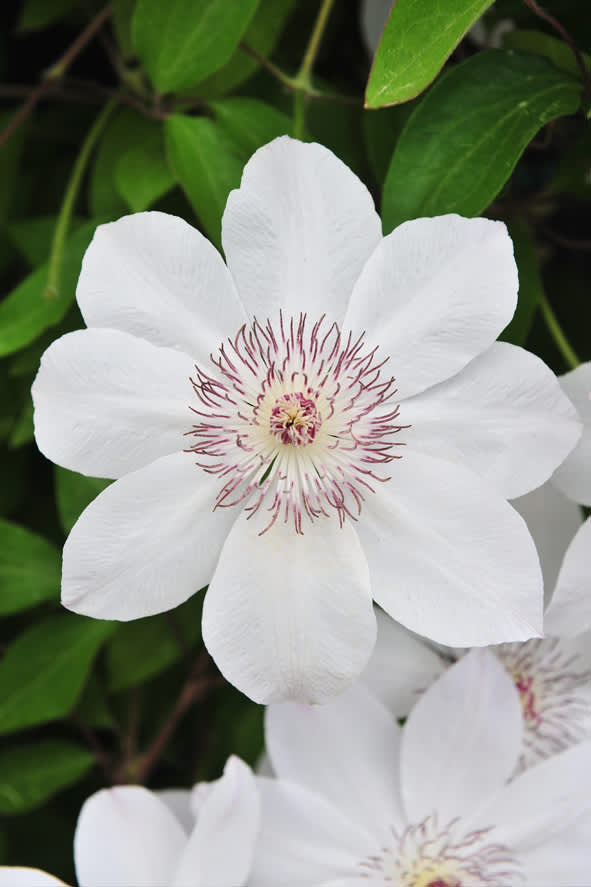 Klematis 'Matka Urszula Ledochowska' får vackra, vita blommor med gröna strimmor. Blommar tidigt, i maj/juni-juli. Höjd ca 2-3 m. Härdig i zon 1-4.