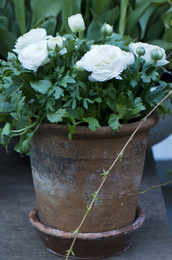 Ranunkel, _Ranunculus asiaticus_ i lerkruka. Foto: Blomsterfrämjandet.