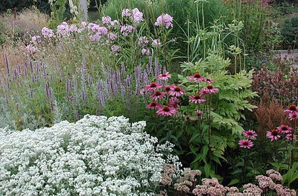 Basen utgörs av långblommare som den vita pärleternellen i kanten, _Achillea ptarmica_ 'The Pearl'. Den blommar från början av juli till långt in på hösten.