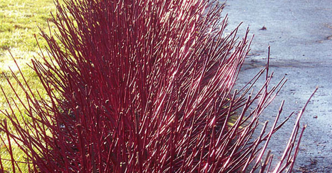 Korallkornell, _Cornus alba_, 'Sibirica'. Massor av sticklingar att klippa!
Foto: Bernt Svensson