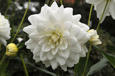 Dahlia 'Anna Lindh'. Foto: Sylvia Svensson