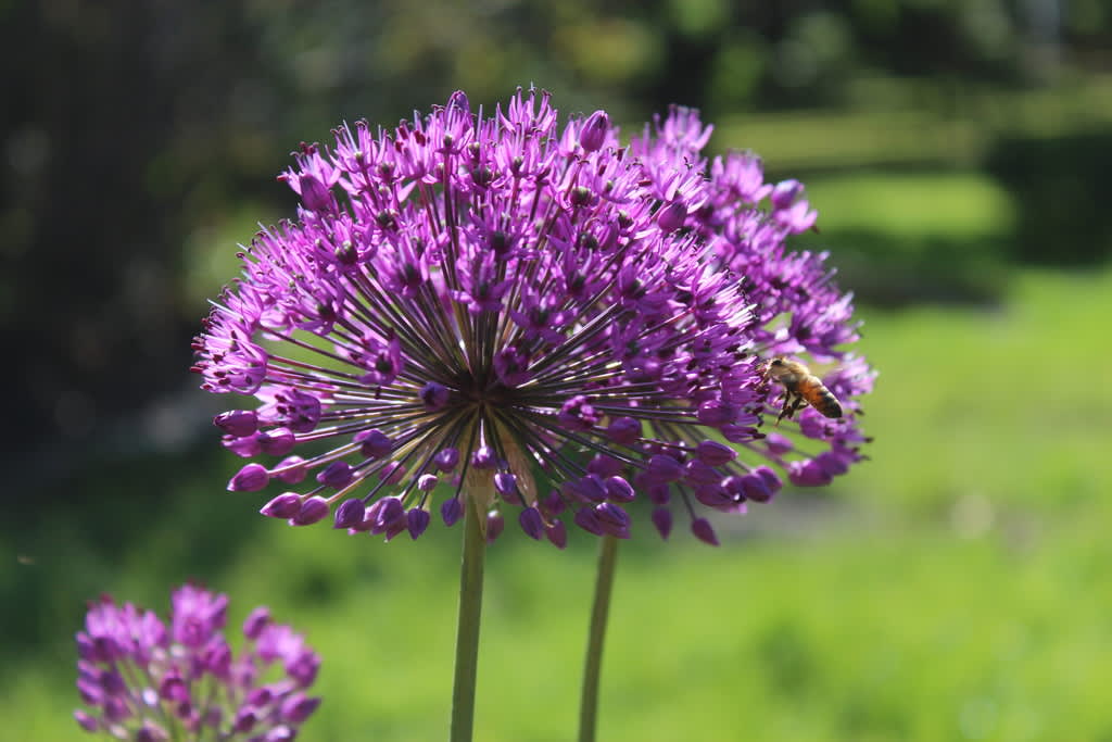 Läckert blommande!