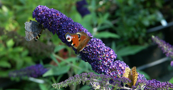 En härlig känsla med en självförökad fjärilsbuske, _Buddleja davidii_.
Foto: Bernt Svensson