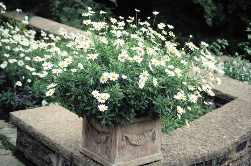 Sofieromargerit. Foto: Blomsterfrämjandet, Annika Anderberg Boman.