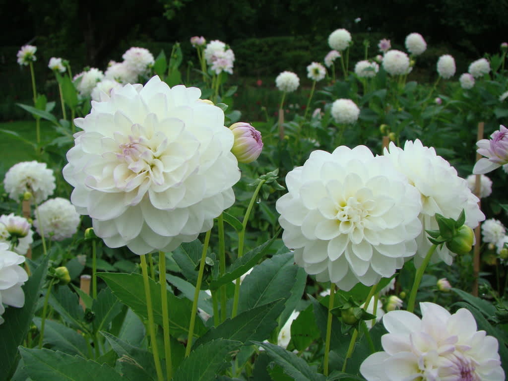 Sommarblommande lökar ger massor med blomning för pengarna. Här dahlian 'Eveline'. 