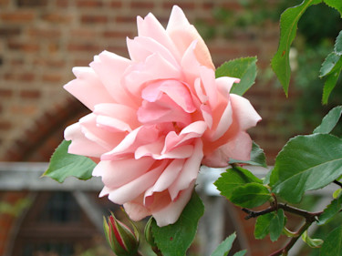 Friska, vackra rosor önskar vi oss! Här klätterrosen 'Albertine'.