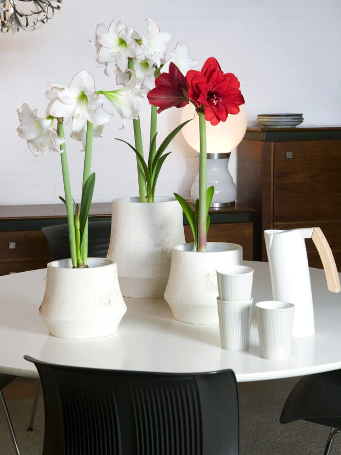 Arrangemang med röda och vita amaryllisFoto: Blomsterfrämjandet
