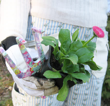 Söta tusenskönan, _Bellis perennis_, hör inte bara hemma i gräsmattan! 
Foto: Blomsterfrämjandet.