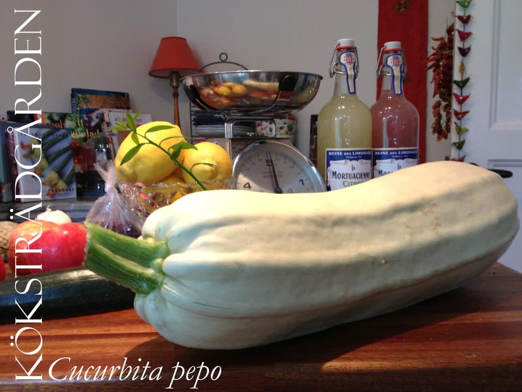 Sommarpumpa, _Cucurbita pepo_, 'Long White'.