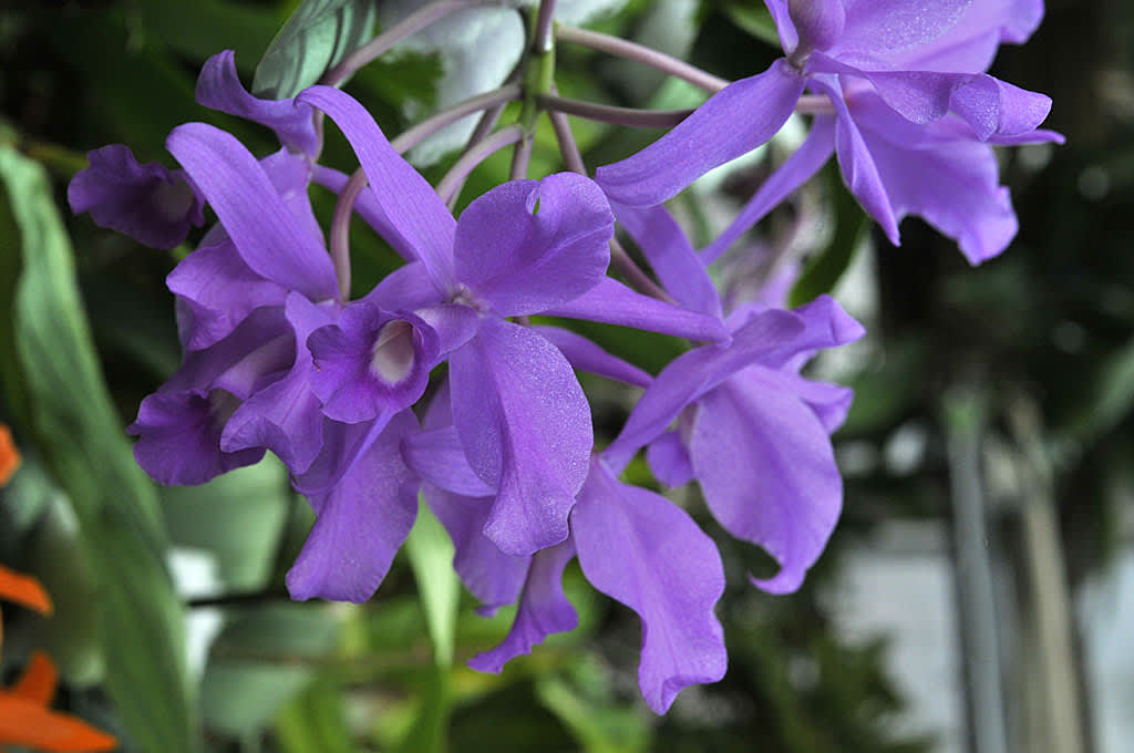 _Cattleya skinneri._
Foto: Bernt Svensson