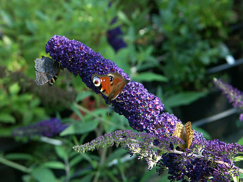Fjärilar på nektarfyllda buddlejan.
Foto: Sylvia Svensson