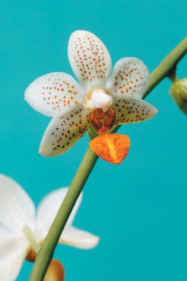 Brudorkidé, Phalaenopsis-hybrider. Foto: Thomas Södergren.