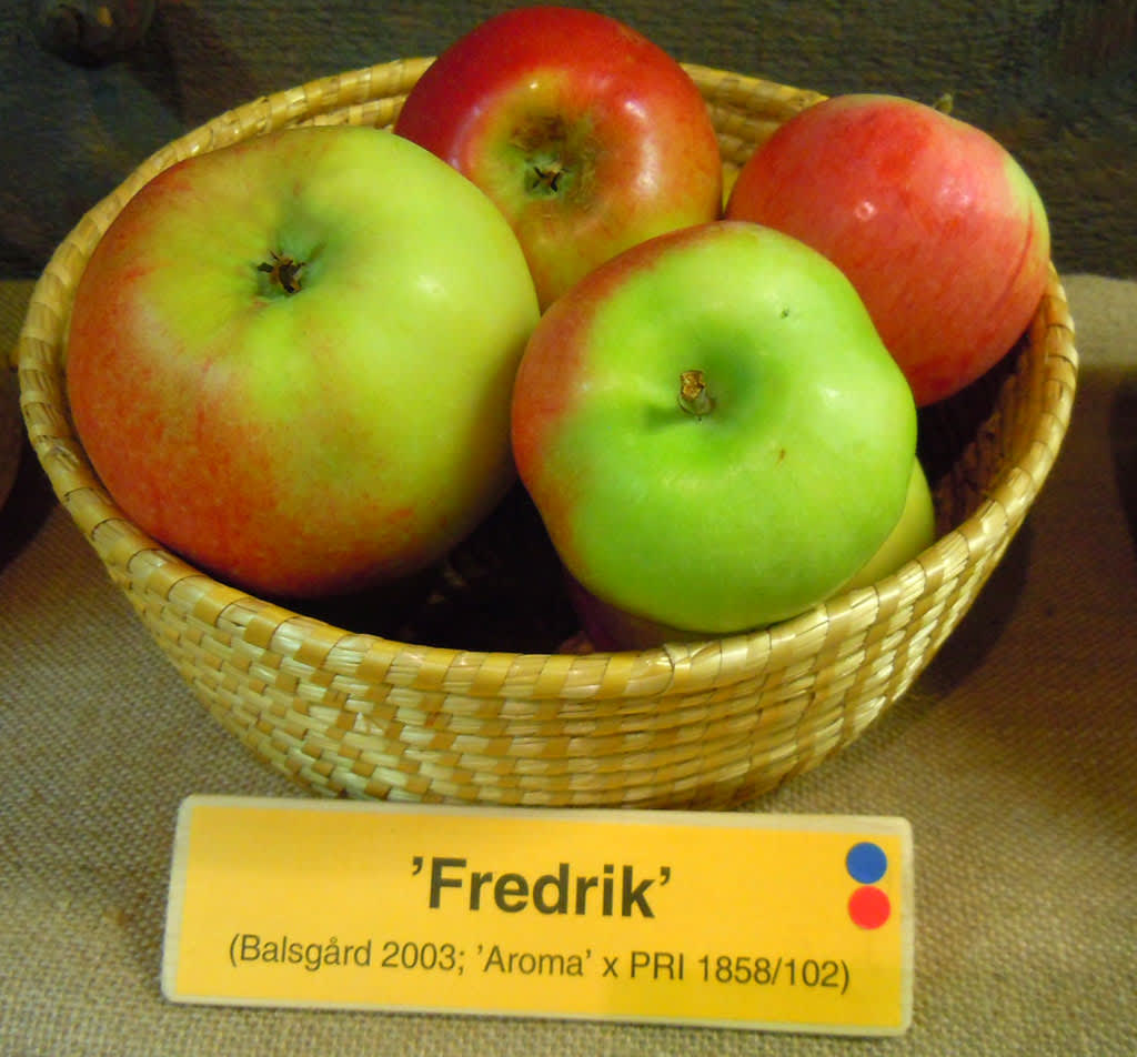 'Fredrik', en ny sort som ska passa för allergiker.
Foto: Sylvia Svensson