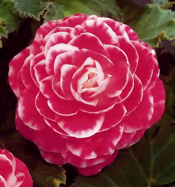 Begonia x tuberhybrida 'Camellia'