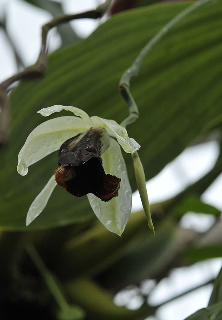 _Coelegune usitana_, **drottningorkidé**.
Foto: Bernt Svensson