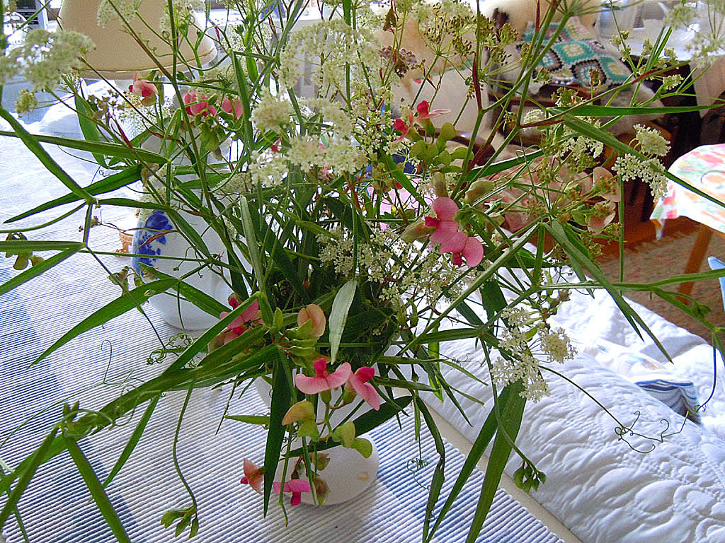 Bockrot, _Pimpinella saxifraga_  och backvial, _Lathyrus sylvestris_.
