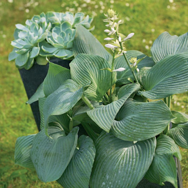 _Hosta fortunei_, blomsterfunkia.