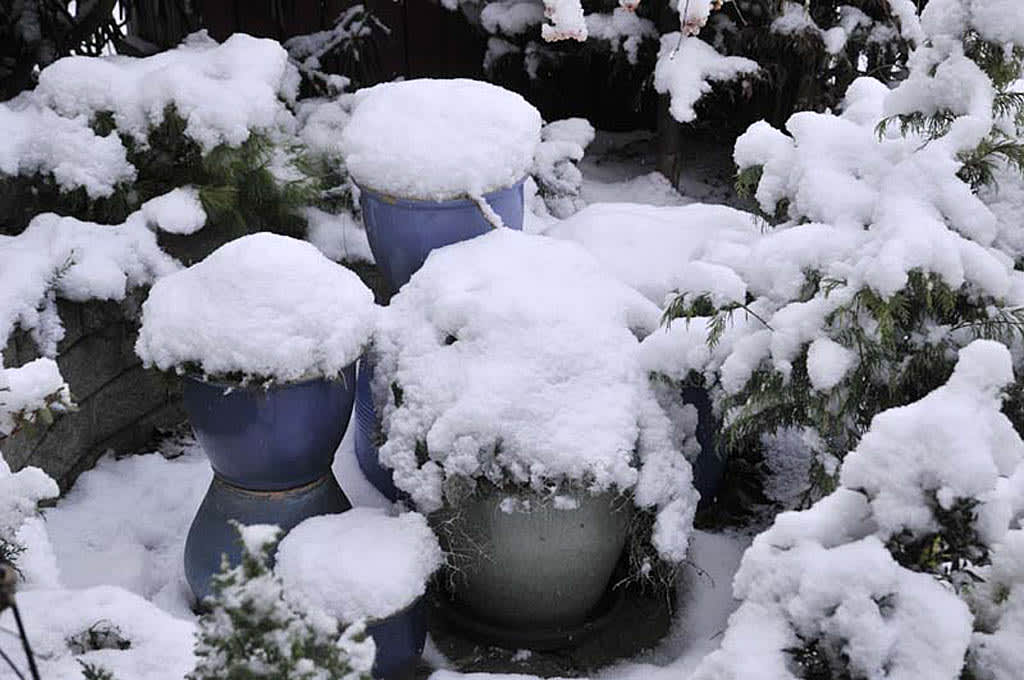 Funkiakrukor med mossmatta täckta av första snön. Man kan ösa på torra blad och granris sedan.
Foto: Bernt Svensson
Arr: Sylvia Svensson 

