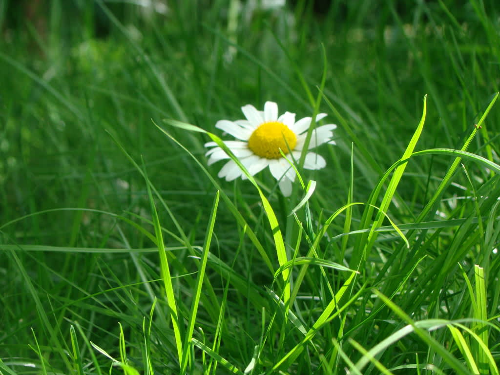 Sommarpyssla om din gräsmatta och ta vara på gräsklippet. 
Foto: Katarina Kihlberg.