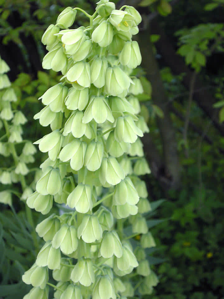 _Fritillaria persica_ ’Ivory Bells 