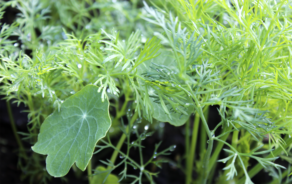 Odla på liten yta - samplantering av grönsaker! 