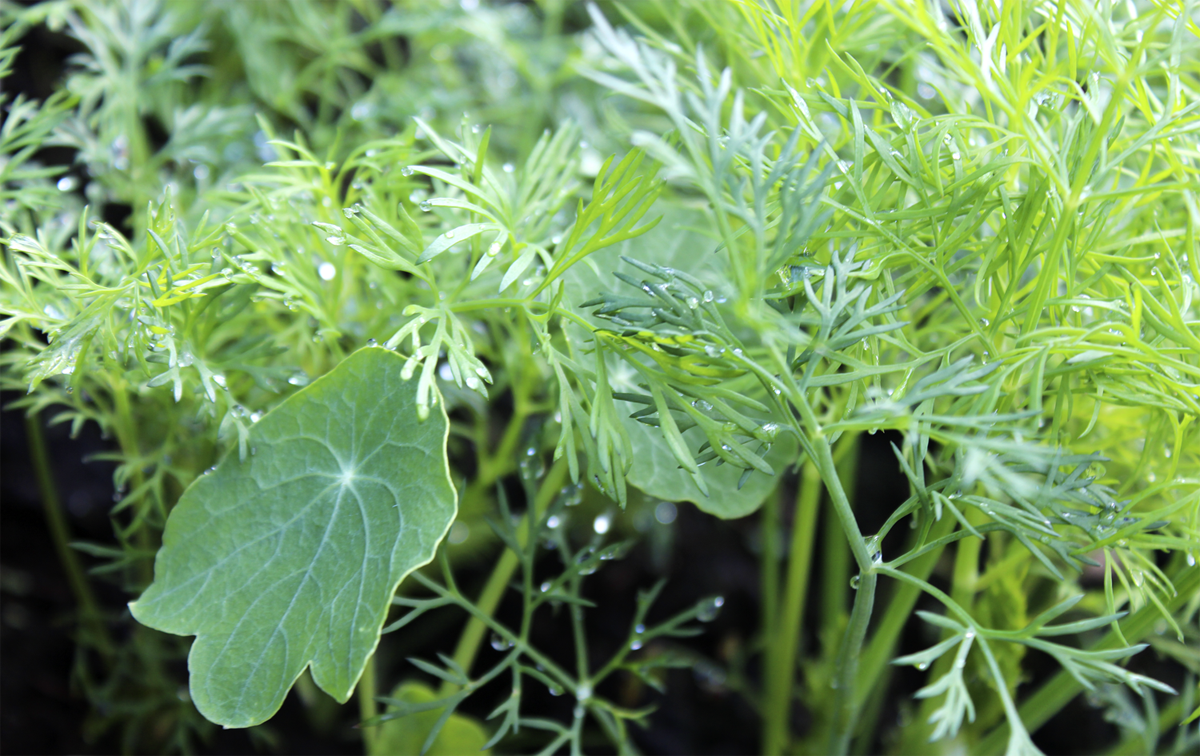 Plantera gärna ätbara blommor bland dina grönsaker. Här Slingerkrasse med Dill. // Foto: Anna Theorin