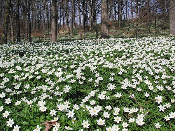 Vitsippor, _Anemone nemorosa_
