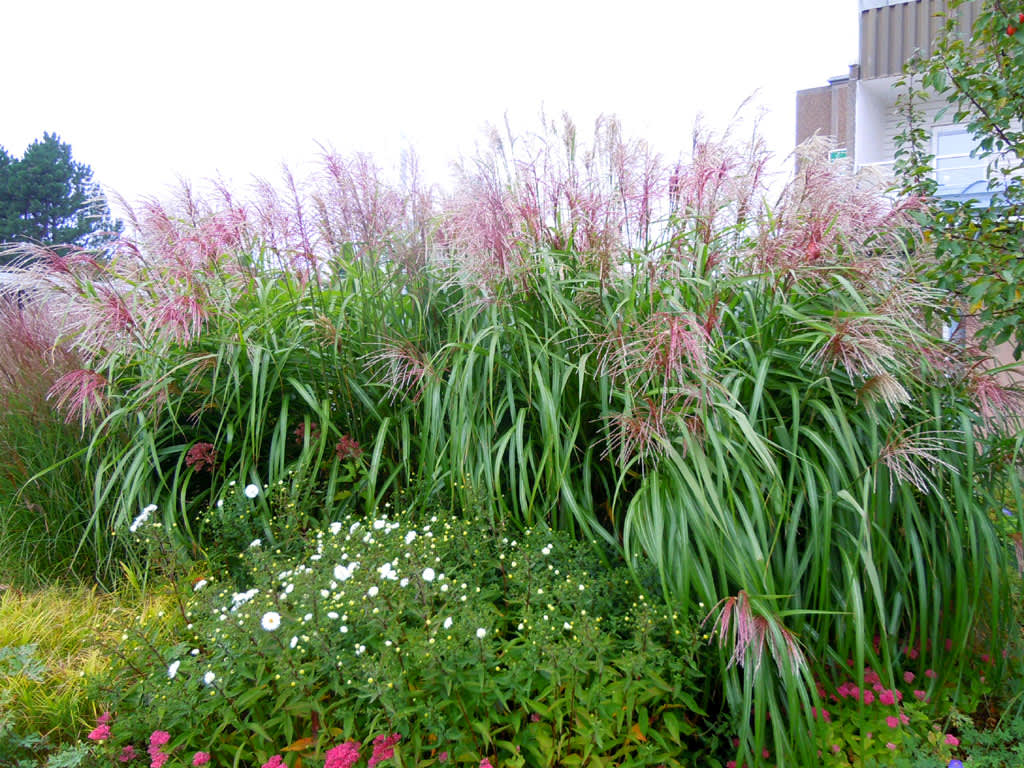 _Miscanthus sinensis_ 'Malepartus' mfl. Foto: Sylvia Svensson