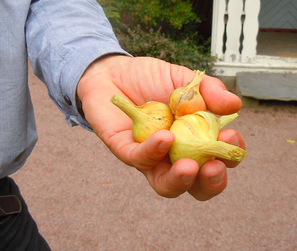 Potatislökar i Mats Hafströms hand.
Foto: Sylvia Svensson