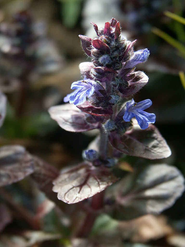 Revsuga, _Ajuca reptans_ 'Burgundy Glow' blommar i blått. Foto: Sylvia Svensson
