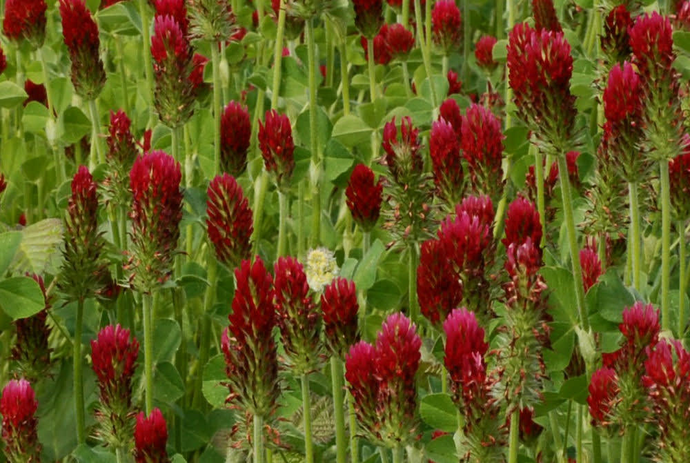 _Trifolium incarnatum L_, Blodklöver.