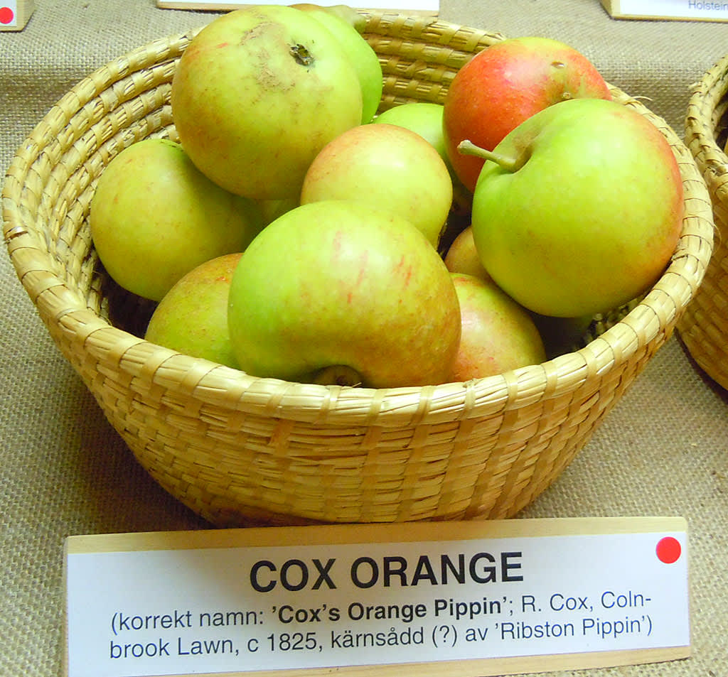 'Cox Orange'.
Foto: Sylvia Svensson